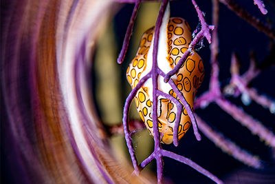 flamingo tongue