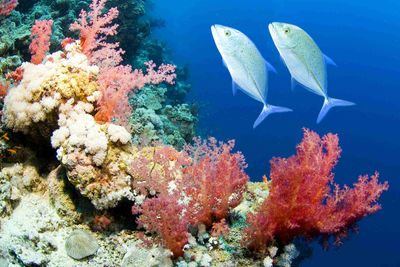 diving Sudan
