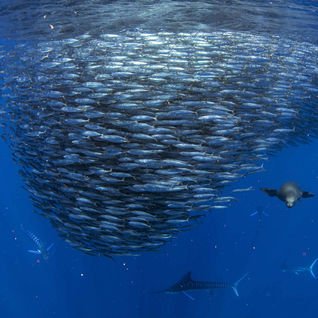 bait ball mexico