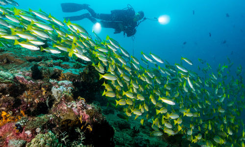 diving anilao