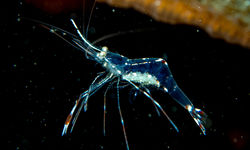 ghost shrimp