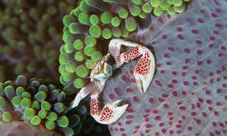 porcelin crab