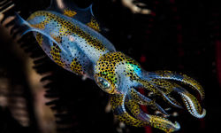 squid