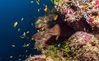 giant moray eel