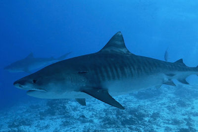 tiger shark south maldives 