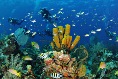 diving grand cayman
