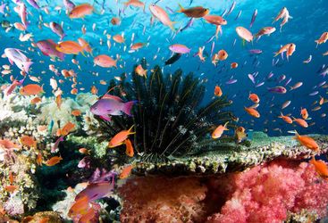 coral reef Fiji