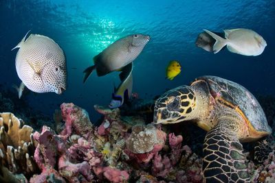 turtle underwater
