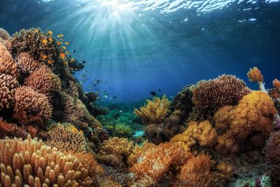 coral reef