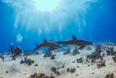 dolphins