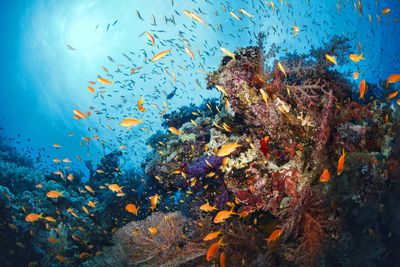 coral and fish