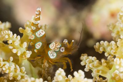 sexy shrimp