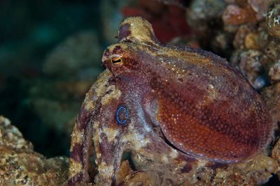 octopus mototi
