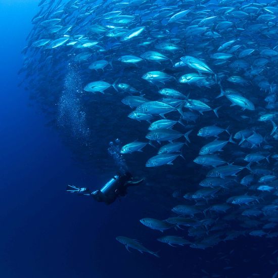 School of Jacks