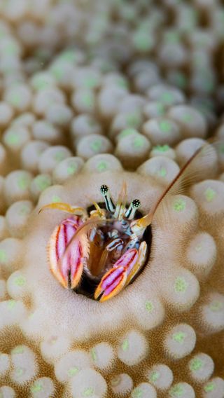 Hermit crab