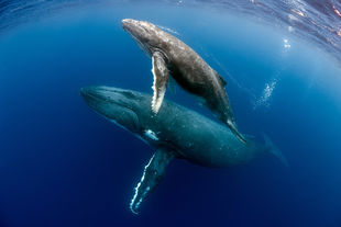 Humpback whales