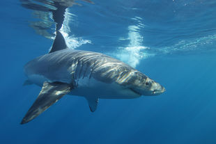 Shark