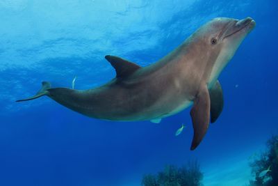 dolphin