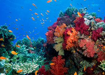 coral fiji