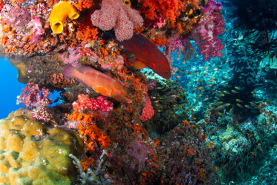 Komodo, Indonesia
