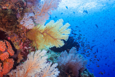 Indonesia Coral