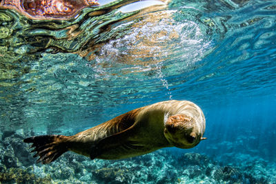 Galapagos Seal