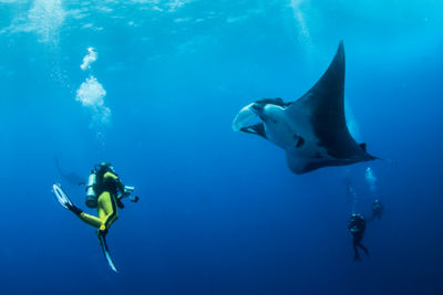 Socorro manta ray