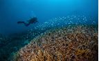 reef diving