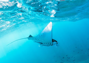 manta ray