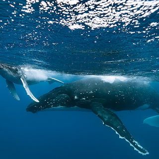 humpback whales