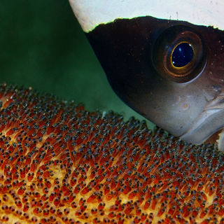 clownfish