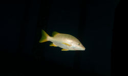 Fish Cayman Brac