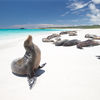 sea lion
