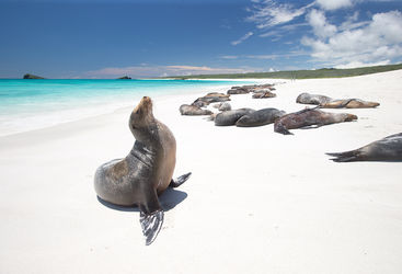 sea lion