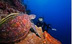 green turtle bunaken island