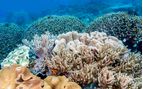 bunaken national marine park