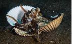 coconut octopus lembeh strait