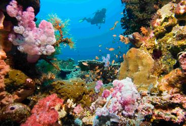 diving in indonesia