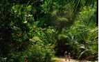 walking in costa rica