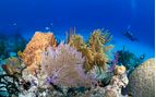 coral reef bahamas