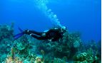 diving over a reef