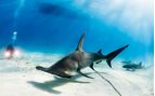 diving with hammerheads 