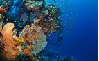 diving in grenada