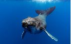 humpback whale