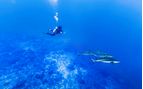 diving in the tiputa pass