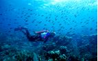 diving in st vincent 