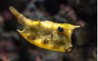 horn box fish caribbean