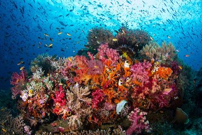 Raja Ampat coral