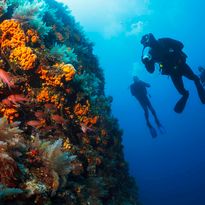 Beginners diving