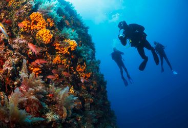Beginners diving